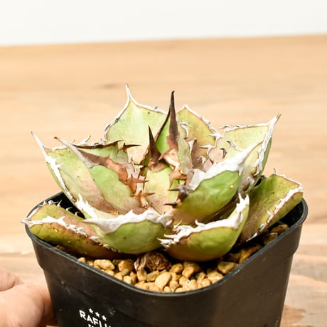 CATEGORY チタノタ シャークソード 