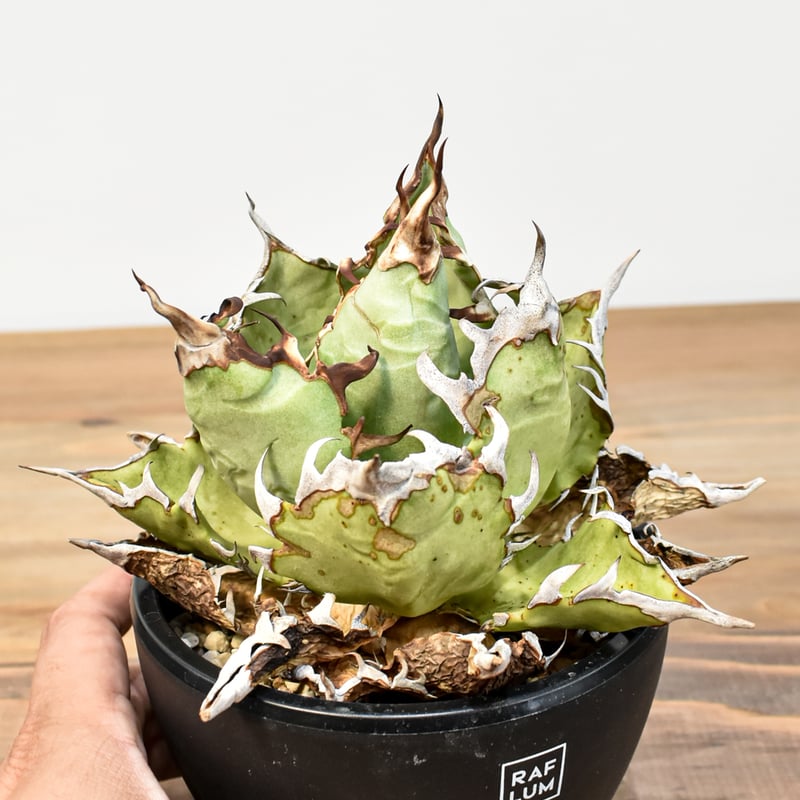 agave titanota cheater 猟豹 agave titanota cheater 猟豹