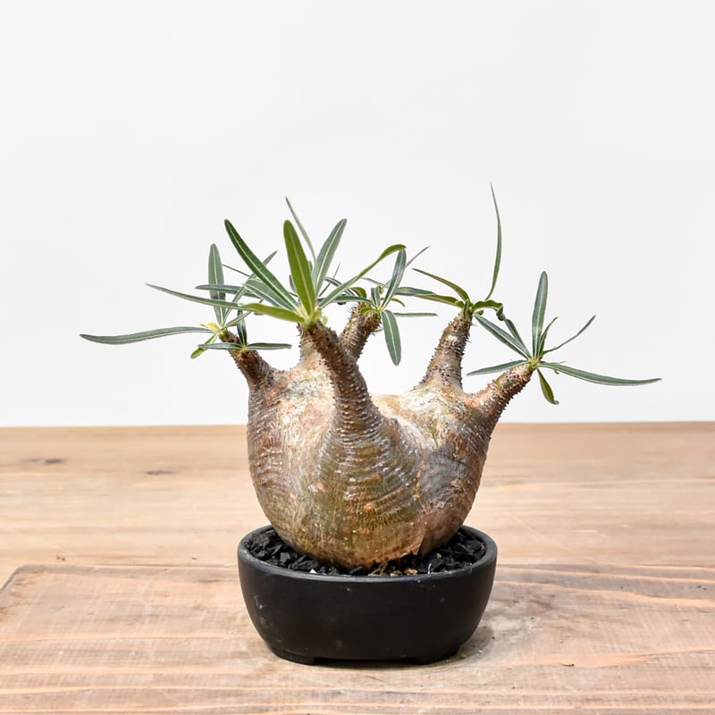 WACK” ON YOUR SIDE】パキポディウム グラキリス WACK-B099 |