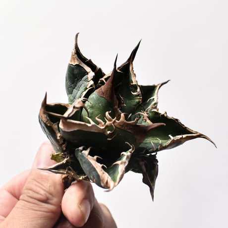 アガベ チタノタ "精品緑犀牛"   【台湾 dragon agave産/中株/抜き苗販売】C20