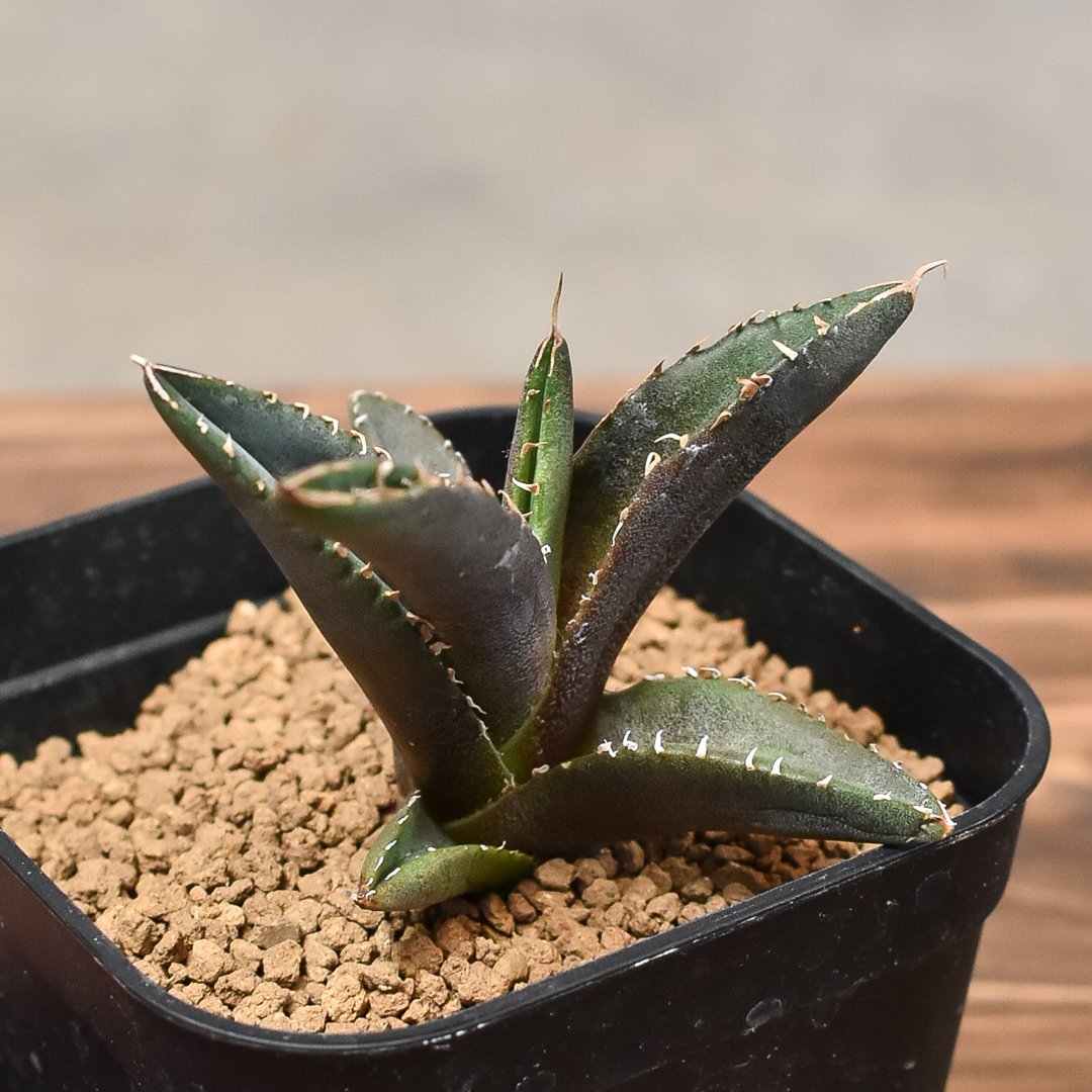 白火焔.ホワイトファイヤー.台湾tony産.チタノタ 【公式通販】