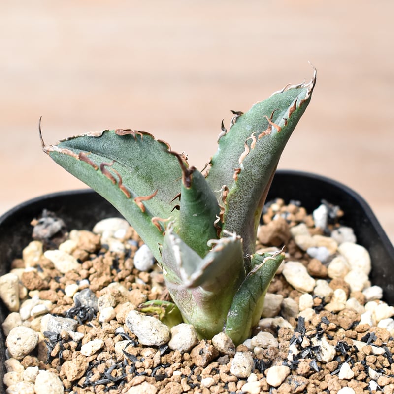 【DRAGON AGAVE産】AGAVE TITANOTA 火鳳凰 OC株 DRAGON AGAVE産】AGAVE TITANOTA 火鳳凰 OC株子株 【公式通販】
