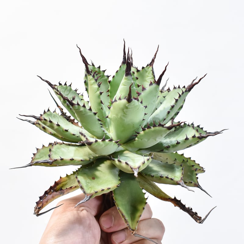 本日大幅値下げ。 美形！アガベ 八荒雷神　マクロアカンサ　× ポタトラム アガベ 八荒雷神 八荒殿(マクロアカンサ)と雷神(ポタトラム)の