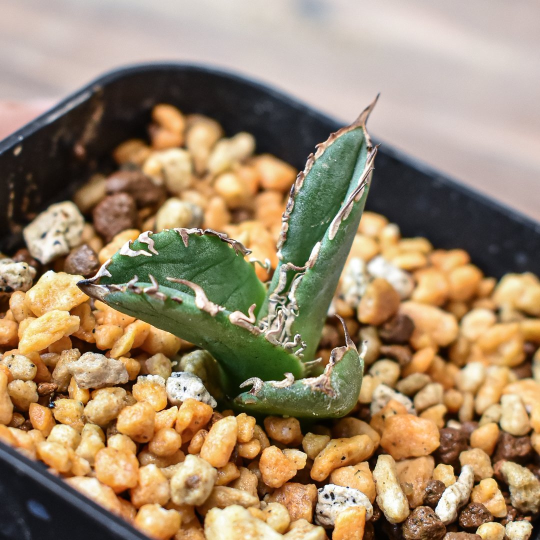 お*ち様 穿山甲　アガベ子株 アガベ チタノタ 