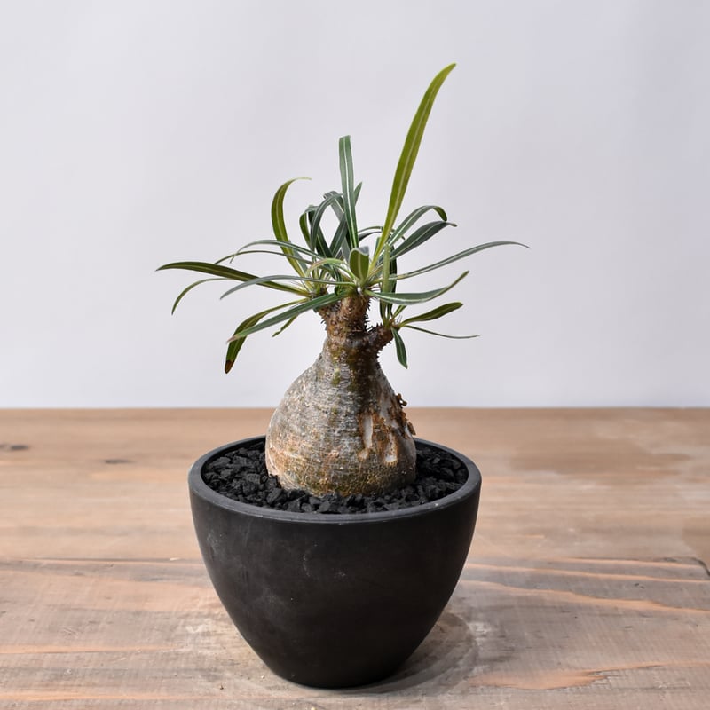 パキポディウム グラキリス RFHK25011536 | RAFLUM / ラフラム