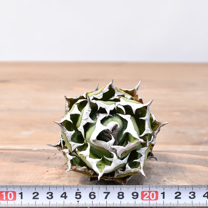 レアAurora dwarf oc 極光ドワーフ大量脇芽付き