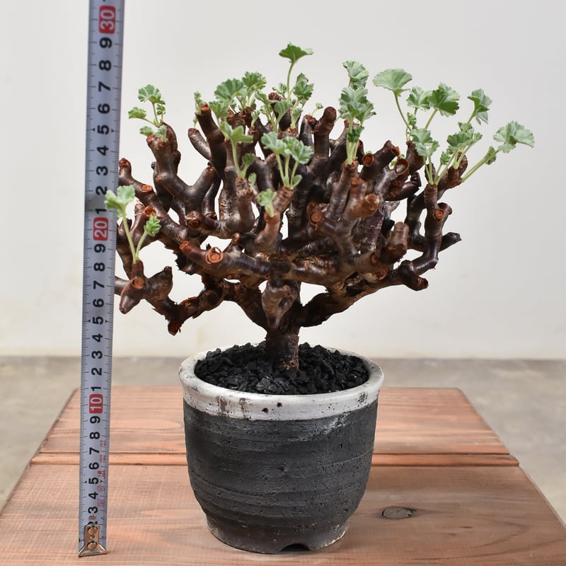 世界的に有名な ペラルゴニウム RAFLUM | 【発根済み】HK2400024(T) ミラビレ 塊根植物・コーデックス