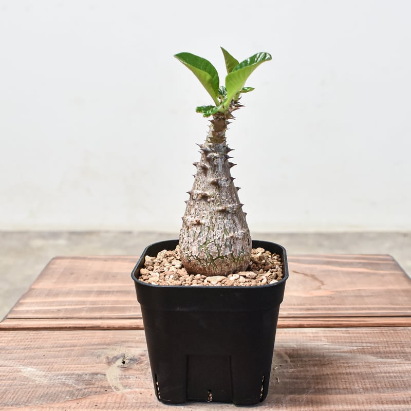 パキポディウム ウィンゾリー 実生7年 毎年開花 ボトルタイプ ちいさく 