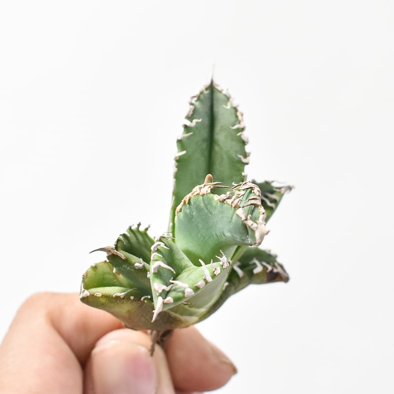 強刺台湾ゴジラ 激締り コンパクト チタノタ 強刺台湾ゴジラ 激締り コンパクト チタノタ アガベ チタノタ ゴジラ