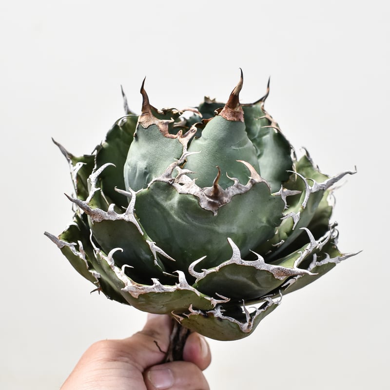 アガベ チタノタ 白鯨 