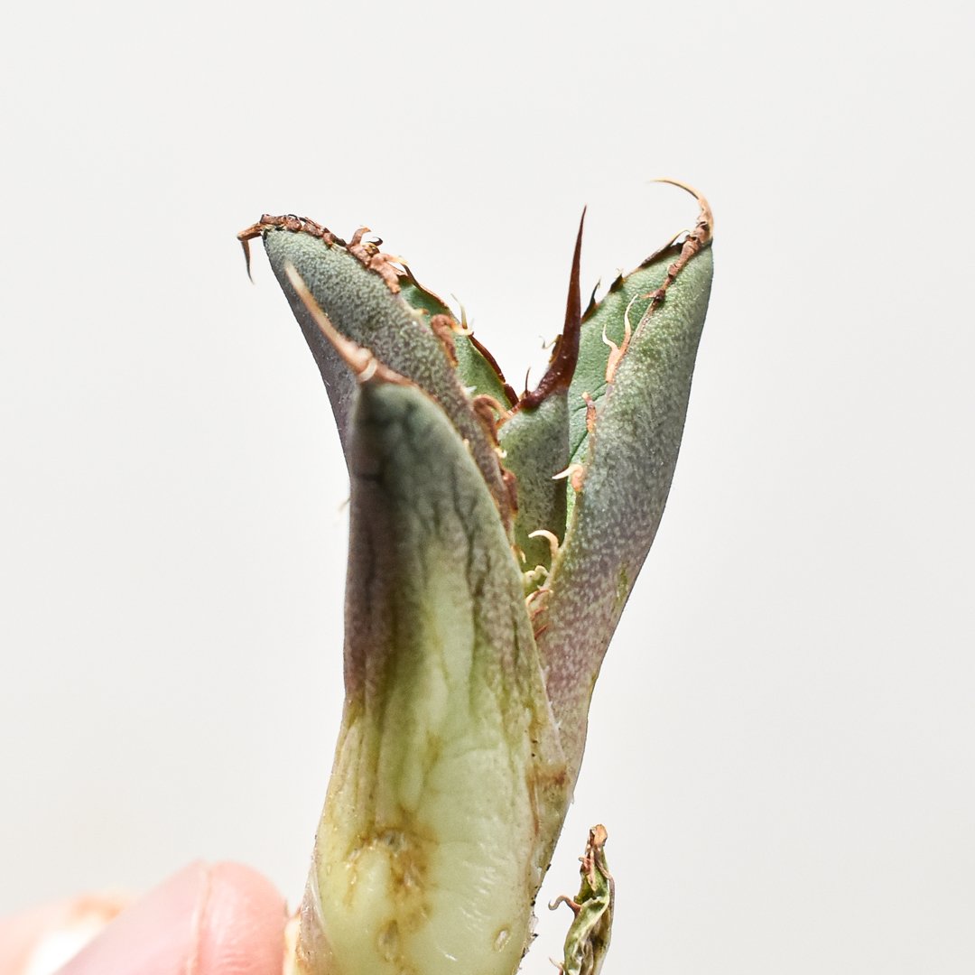 アガベ チタノタ 巨獣 【台湾 dragon agave産/抜き苗】DG2400611 | R