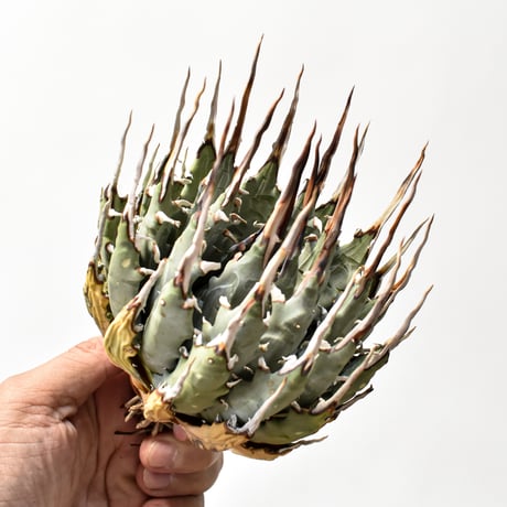 アガベユタエンシスエボリスピナ | STORES