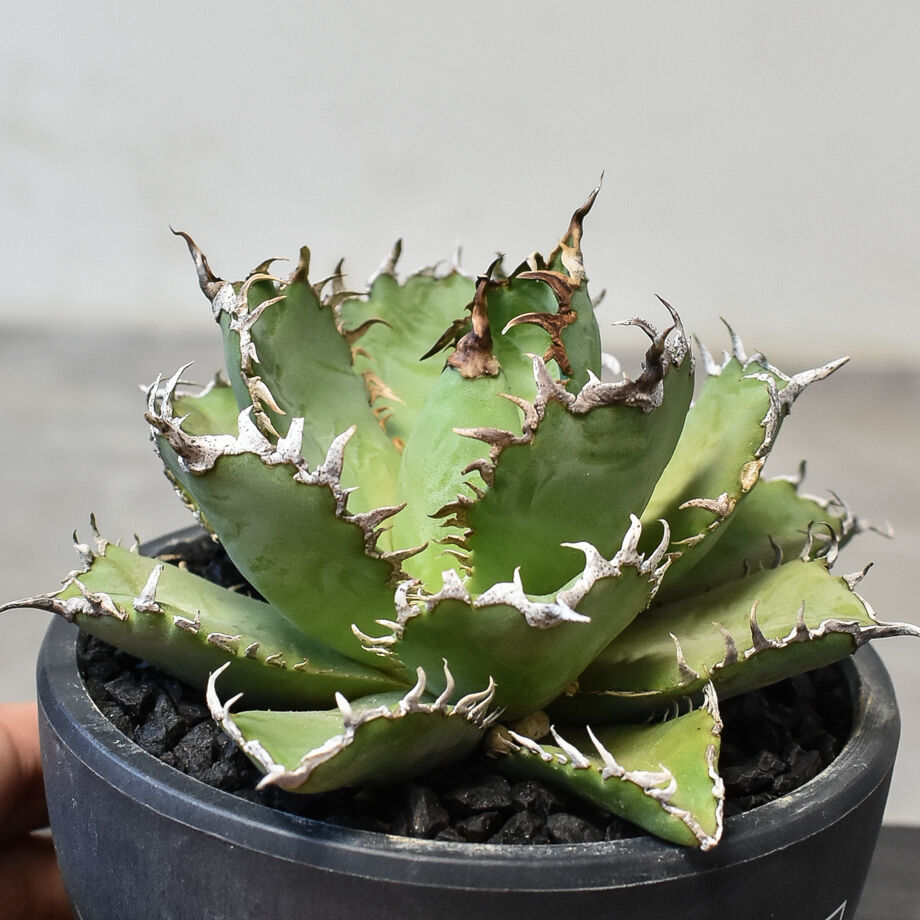 アガベ チタノタ フィリグリー Filigree 圓葉拇指 アガベ チタノタ フィリグリー(圓葉拇指)の特徴と育て方｜金銀細工の