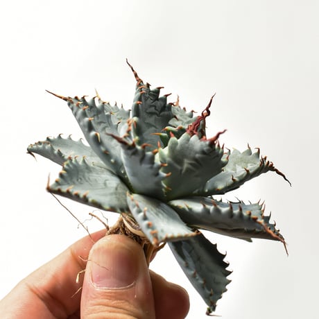 アガベ ハイブリット 特白肌怒雷神×象牙妖炎（陽炎エボリ）【台湾botanical_seeker産/選抜株】RF25011588