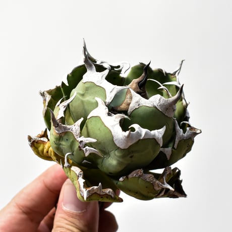 アガベチタノタ姫厳龍 | STORES