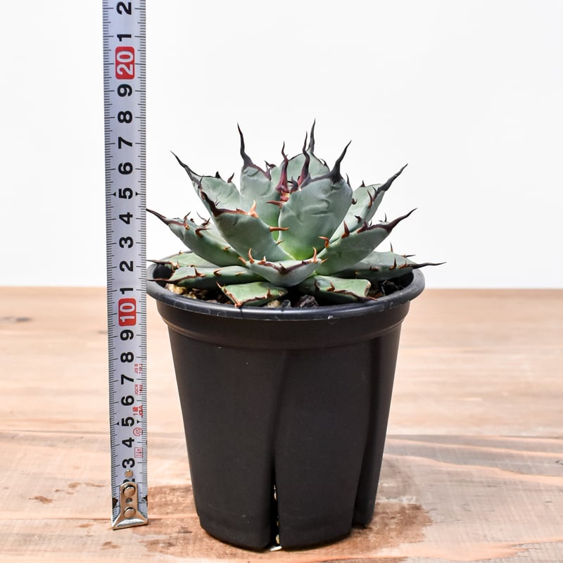 アガベ ハイブリット 象牙妖炎×黑帝斯 / エボリスピナ×ハデス