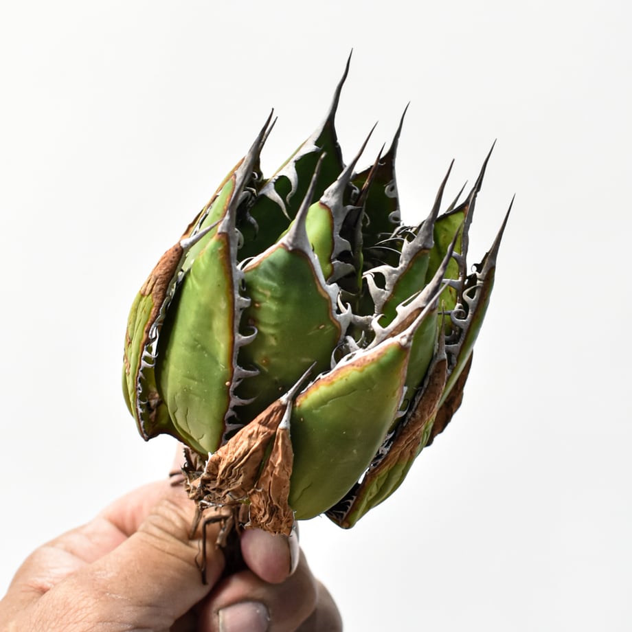 69eacbbddb4bc126e1ba44c7