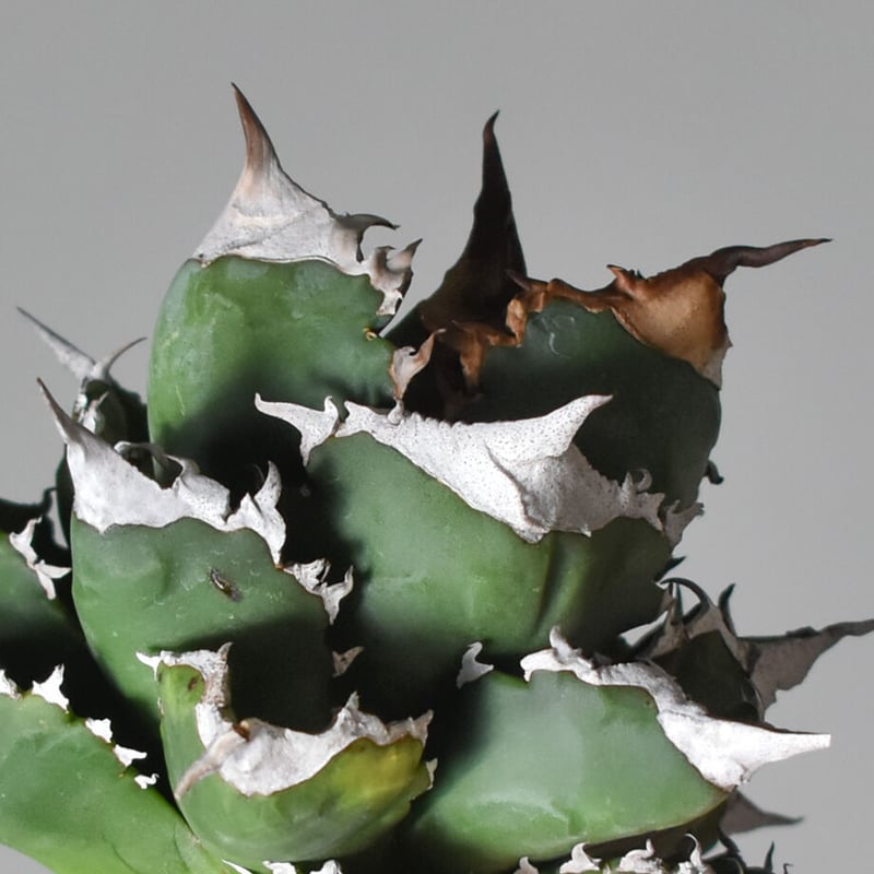 アガベ チタノタ ホワイトファイヤー / ホワイトフレイム / ホワイト