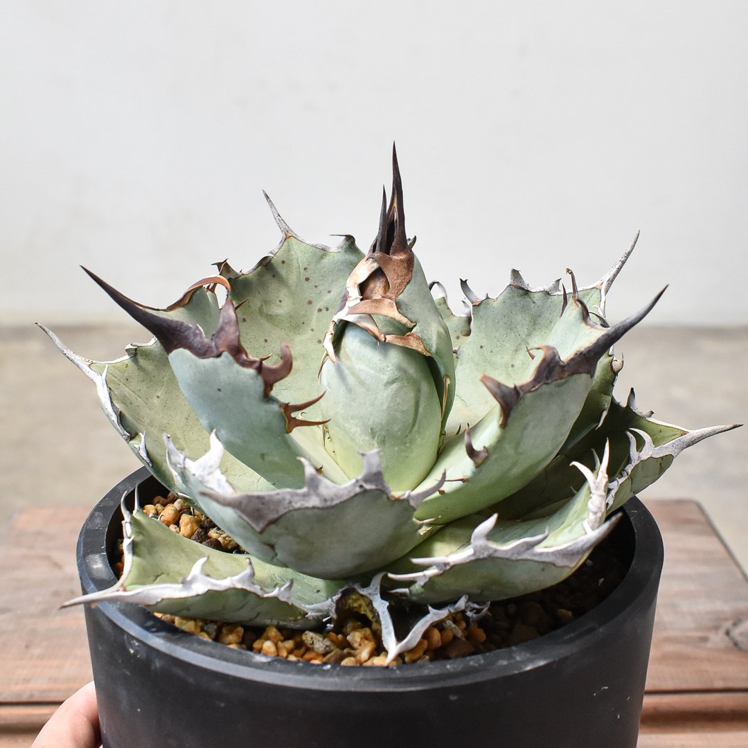 【DRAGON AGAVE産】AGAVE TITANOTA 火鳳凰 OC株 DRAGON AGAVE産】AGAVE TITANOTA 火鳳凰 OC株