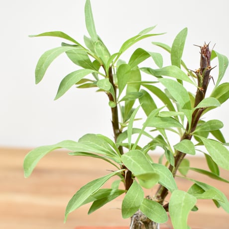 【“WACK” ON YOUR SIDE】フォークイエリア ファシクラータ WACK-A107