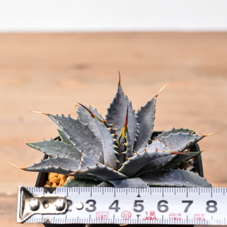 アガベ ハイブリット "特選血雷×象牙妖炎" (血斑有り個体)【台湾botanical_seeker産/選抜株】RF25011806