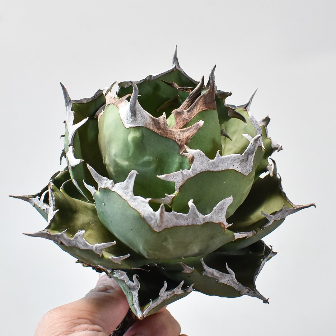 アガベ チタノタ クラブ 