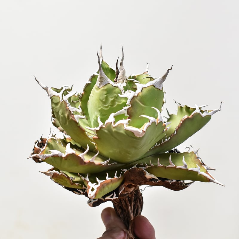 アガベ　フィリグリー/夕映 アガベ チタノタ ソーラーエクリプス 