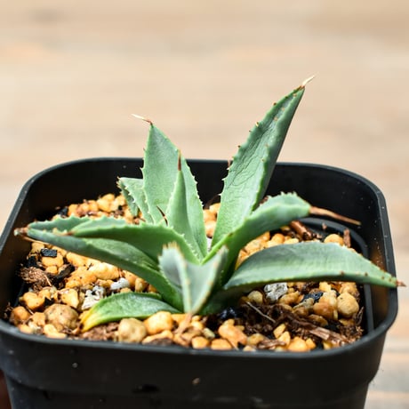 アガベ ハイブリット "吉巴羅" (特白肌怒雷神×血妖) 【台湾huplants2010産/子株販売】RF25011818