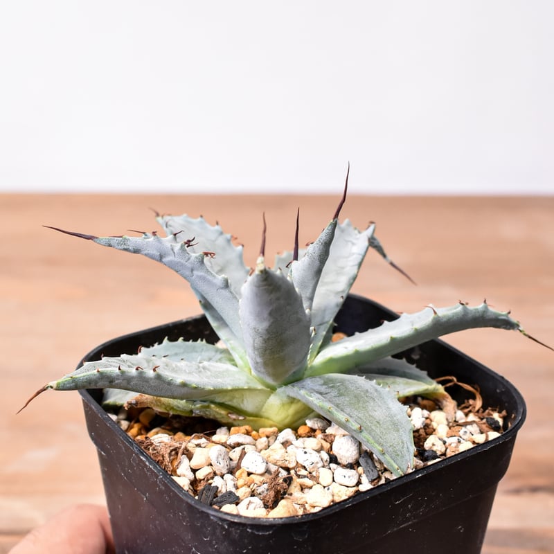 ユタエンシス × イシスメンシス アガベ ハイブリッド 妖蟹 発根済 hyb 🌿Agave （hybrid） '姫蠍蟹' ① イシスメンシスのハイブリッドアガベ