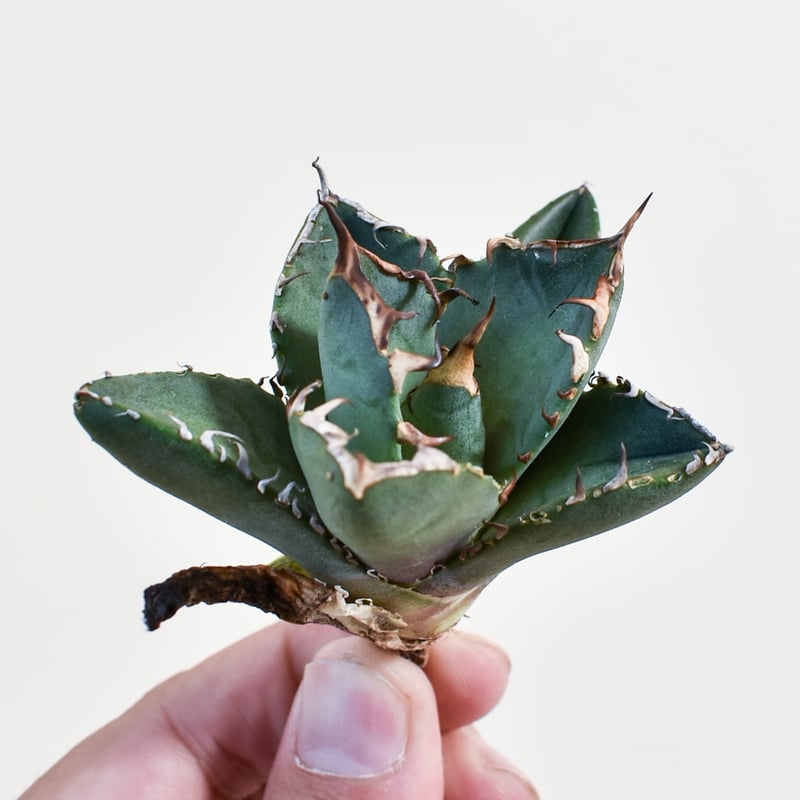 アガベ チタノタ 