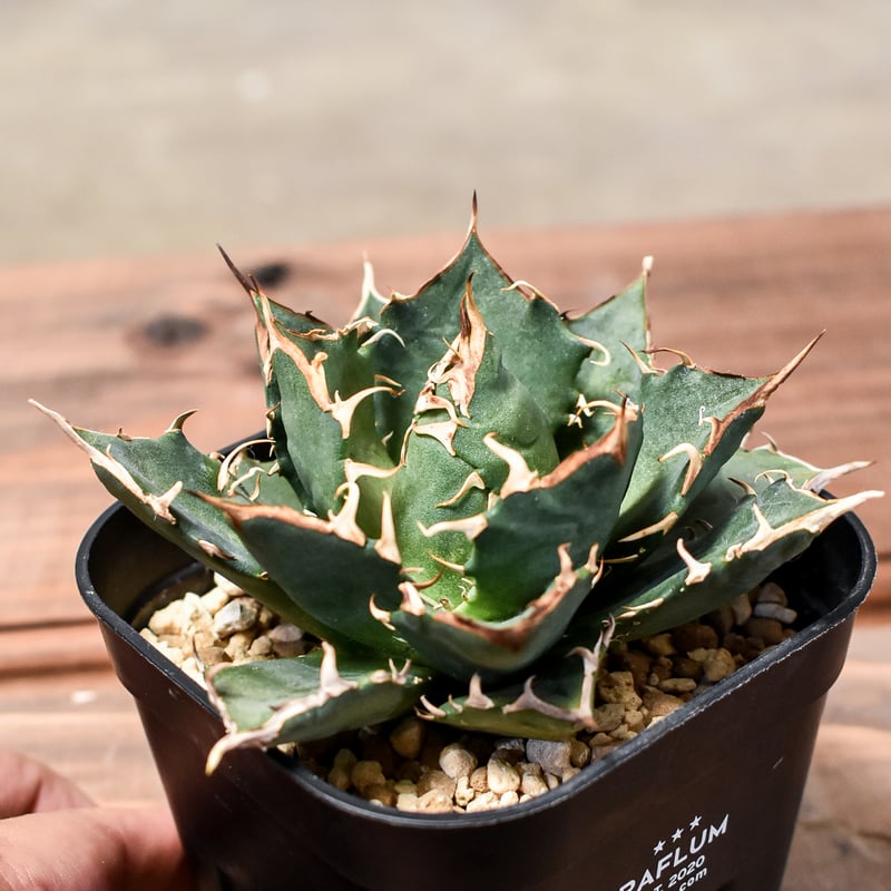 超レア物【CG産】アガベ チタノタ　強棘　レア　　スパチタ　カクタスグリーン 激レア【CG産】アガベ チタノタ 強棘 レア スパチタ カクタス