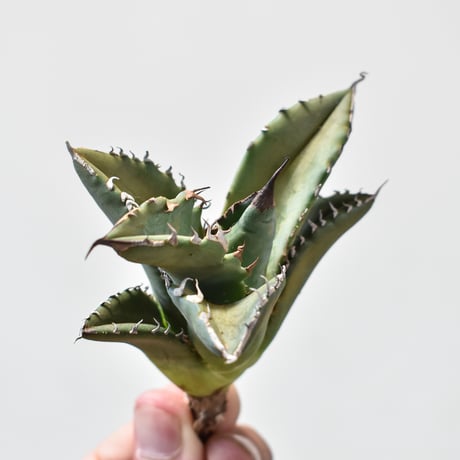 アガベ チタノタ ホワイトファイヤー / 白炎, 白火焔" 【台湾 dragon agave産/子株/抜き苗販売】102
