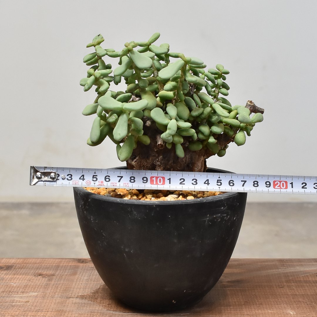 ケラリア・ピグマエア ケラリア ピグマエア 【発根済】HK232003(T) | RAFLUM / ラフラム