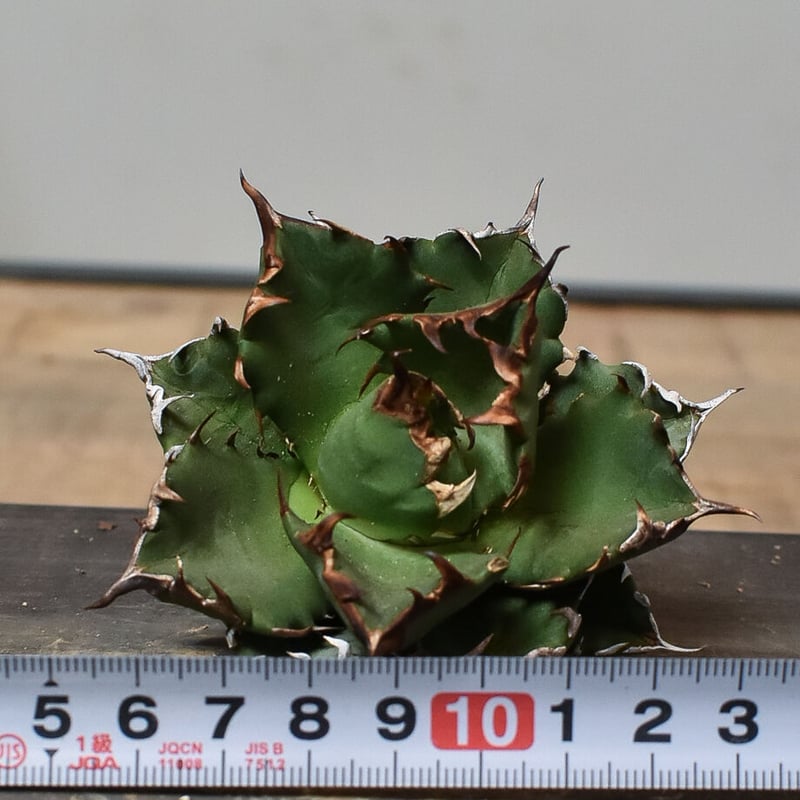 アガベ チタノタ ドワーフ 