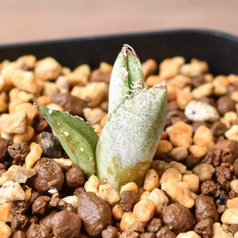 アガベ 　雪豹　子株 アガベ チタノタ 