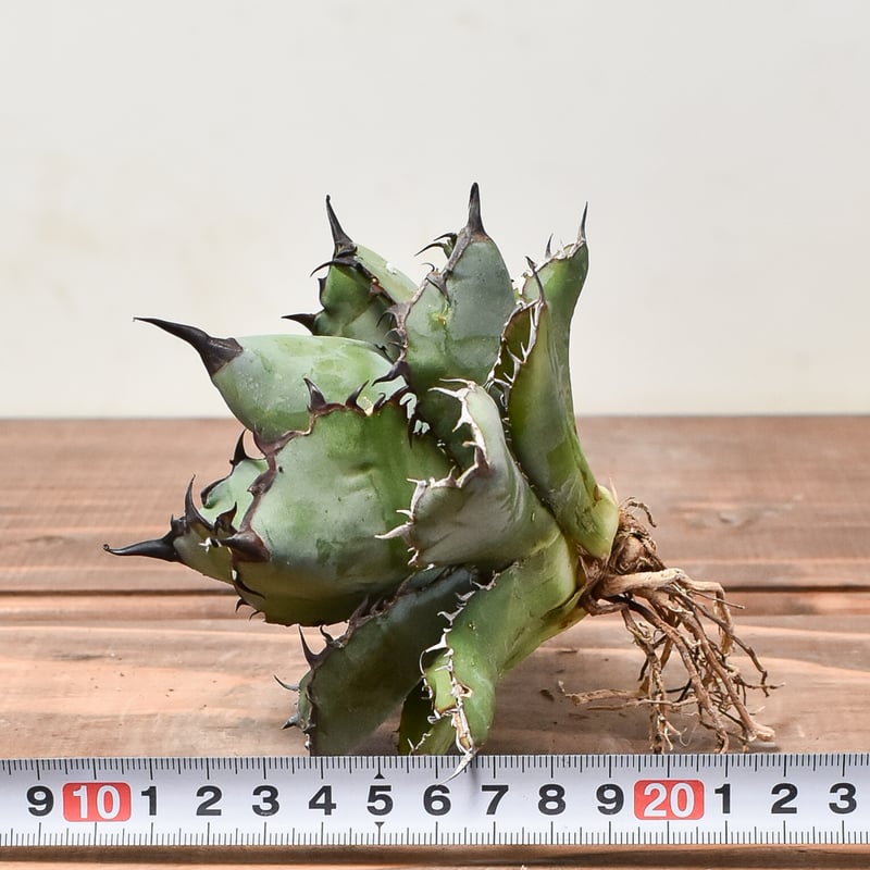 アガベ チタノタ ブラックアンドブルー / BB 藍球 【台湾産/抜き アガベ チタノタ ブラックアンドブルー / BB 藍球 【台湾産/抜き