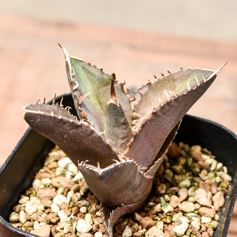 アガベ トリケラトプス（白犀牛） 【公式通販】