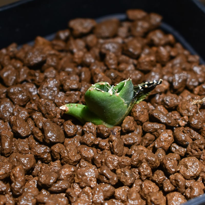 cok 追星 コック コレクション株 アガベ チタノタ