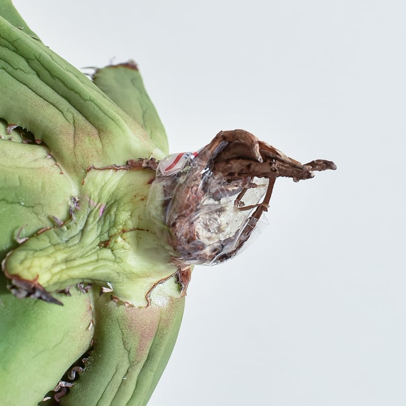 アガベ チタノタ チーター 