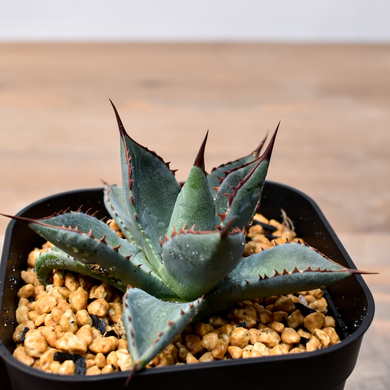 アガベ ハイブリッド イシスメンシスxパラサナ 【公式通販】