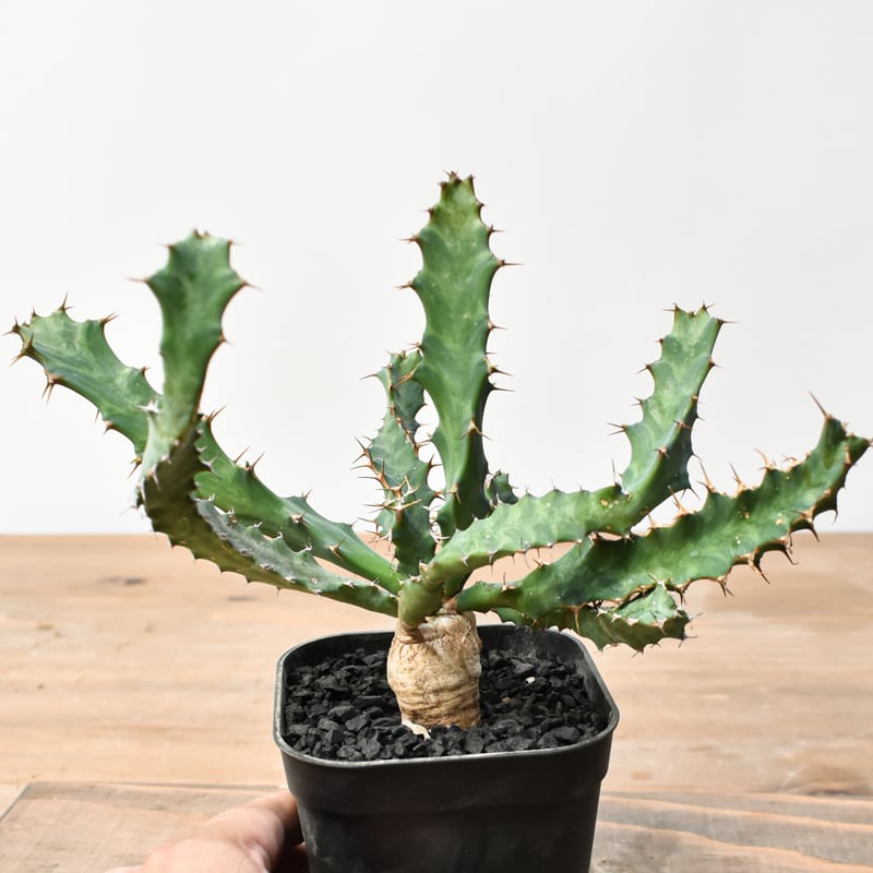 ユーフォルビア クラビゲラ【実生】 RFHK25011506 | RAFLUM / ラフラム