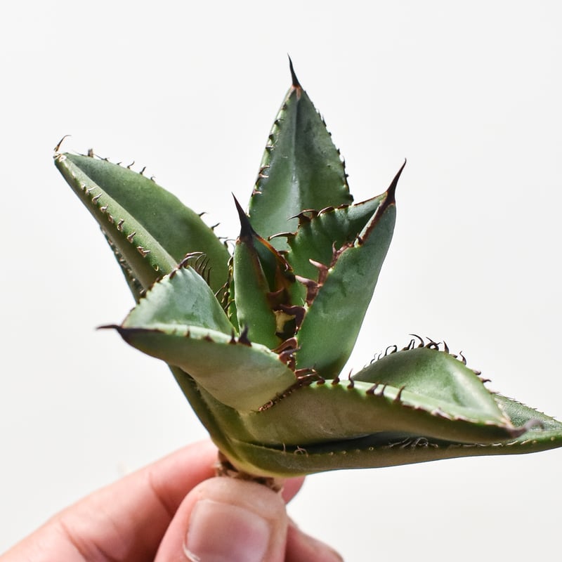 アガベ チタノタ 