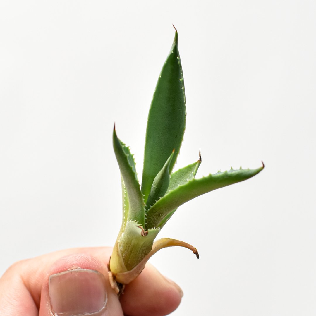 アガベ hybrid 屈原之舞扇×イシスメンシス/屈原x雷帝【台湾 dragon