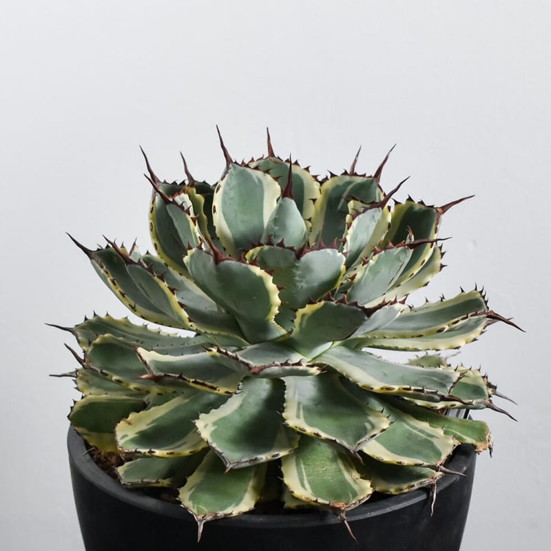 アガベ ポタトラム デザートダイヤモンド【良血統のギュッと詰まった良