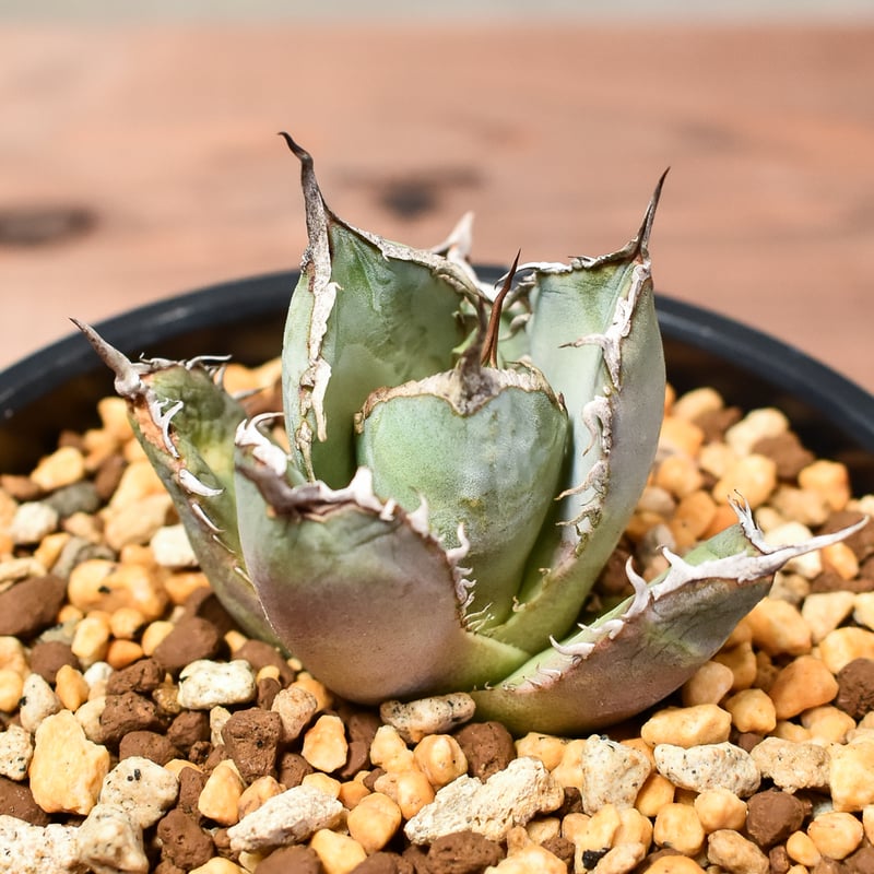 アガベチタノタFO76 楽天市場】agave titanota fo76/アガベ チタノタ fo76 【観葉植物