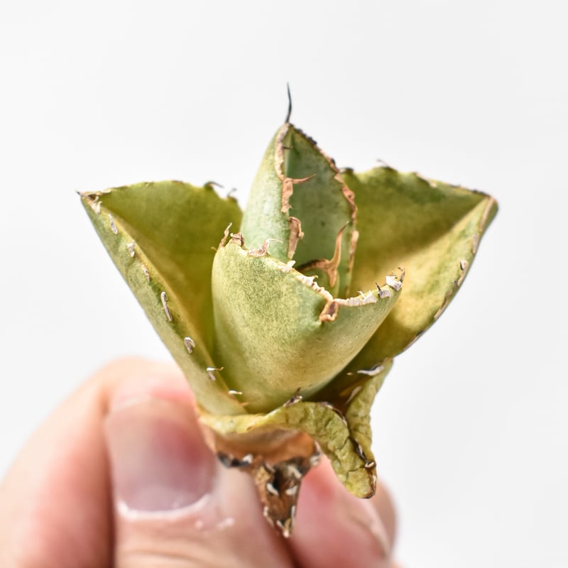 アガベ チタノタ 