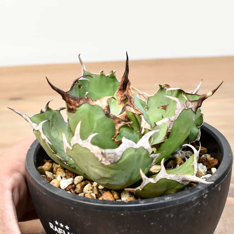 アガベ チタノタ 