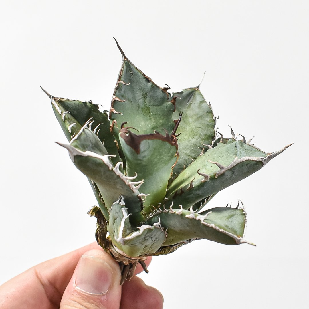 ドラゴンアガベ　実生選抜 アガベ チタノタ 