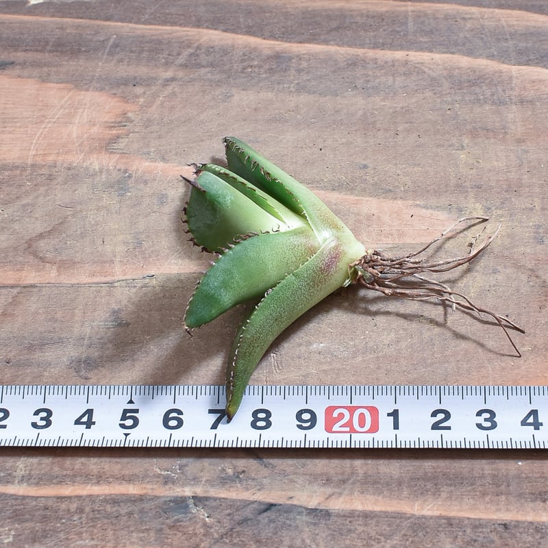 アガベ　チタノタ　スペシャル　/ 胖鯨　子株付き アガベ チタノタ スペシャル agave titaonota special 胖鯨 発根