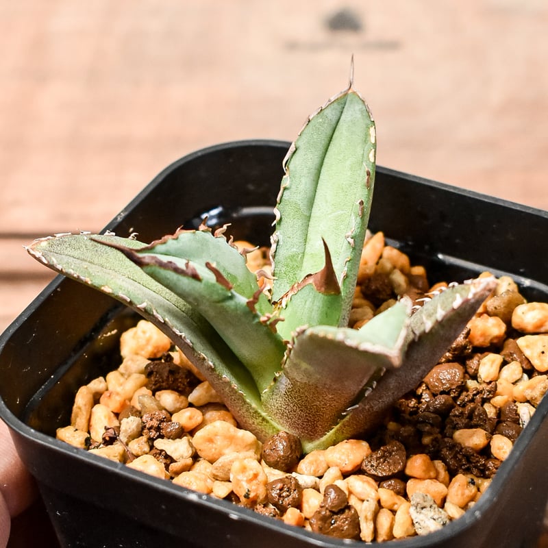 アガベ チタノタ DENNIS040 